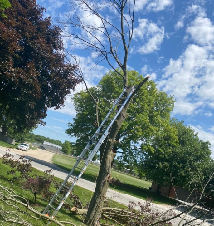 a ladder against a tree where we are cutting a tree down for a client